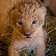 Illustration for article titled ZOMG BABY LIONS!!!